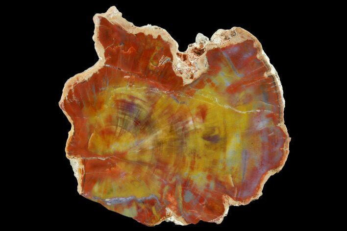 Polished Petrified Wood (Araucarioxylon) Slab - Arizona #114518